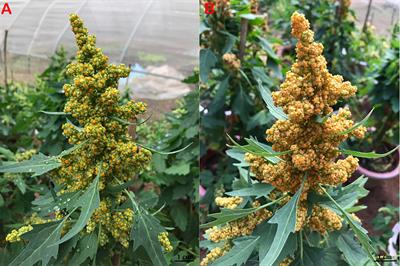 TMT proteomics analysis of a pseudocereal crop, quinoa (Chenopodium quinoa Willd.), during seed maturation